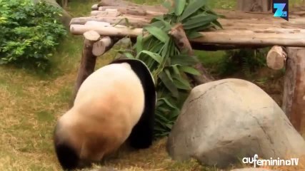 Un panda atteint l’âge impressionnant de 38 ans