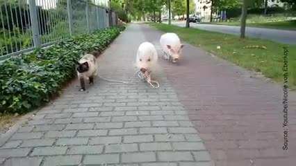 Non vous ne rêvez pas, ce couple de cochons tient un chat en laisse