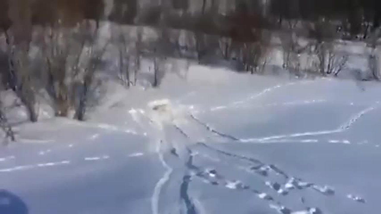 Ce labrador adore la neige