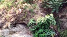 MERSİN - Tarsus Şelalesi'nde ölü iki su samuru bulundu