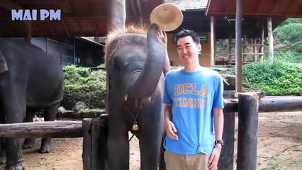 Try Not To Laugh Animals -  Funny Animal and Human Fails Videos!!!