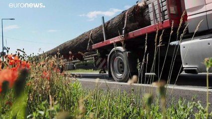 Οκτώ ...βελανιδιές για την Παναγία των Παρισίων