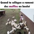Des lapins se ruent sur la nourriture