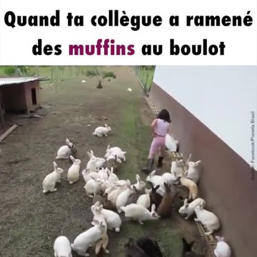 Des lapins se ruent sur la nourriture