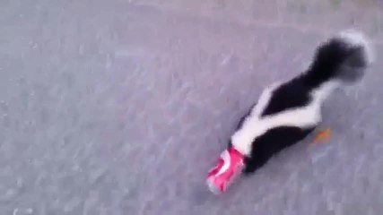 Une moufette a la tête coincé dans une canette