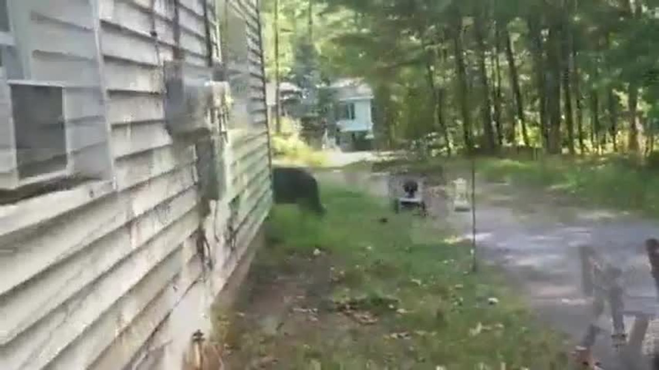 Il tente de faire fuir un ours de chez lui