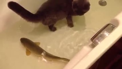 Un chat et un poisson jouent ensemble