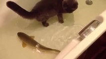 Un chat et un poisson jouent ensemble