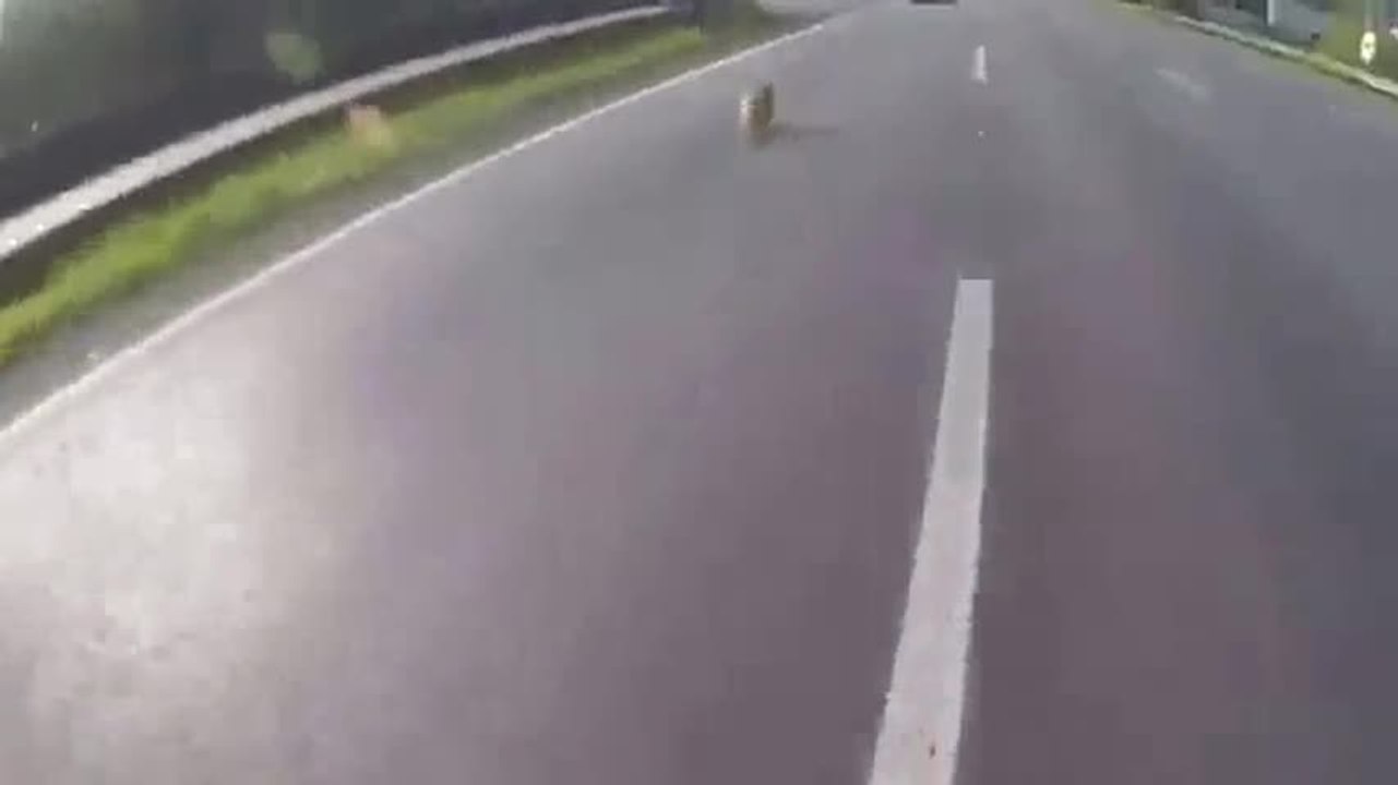 Ces motards sauvent un chien