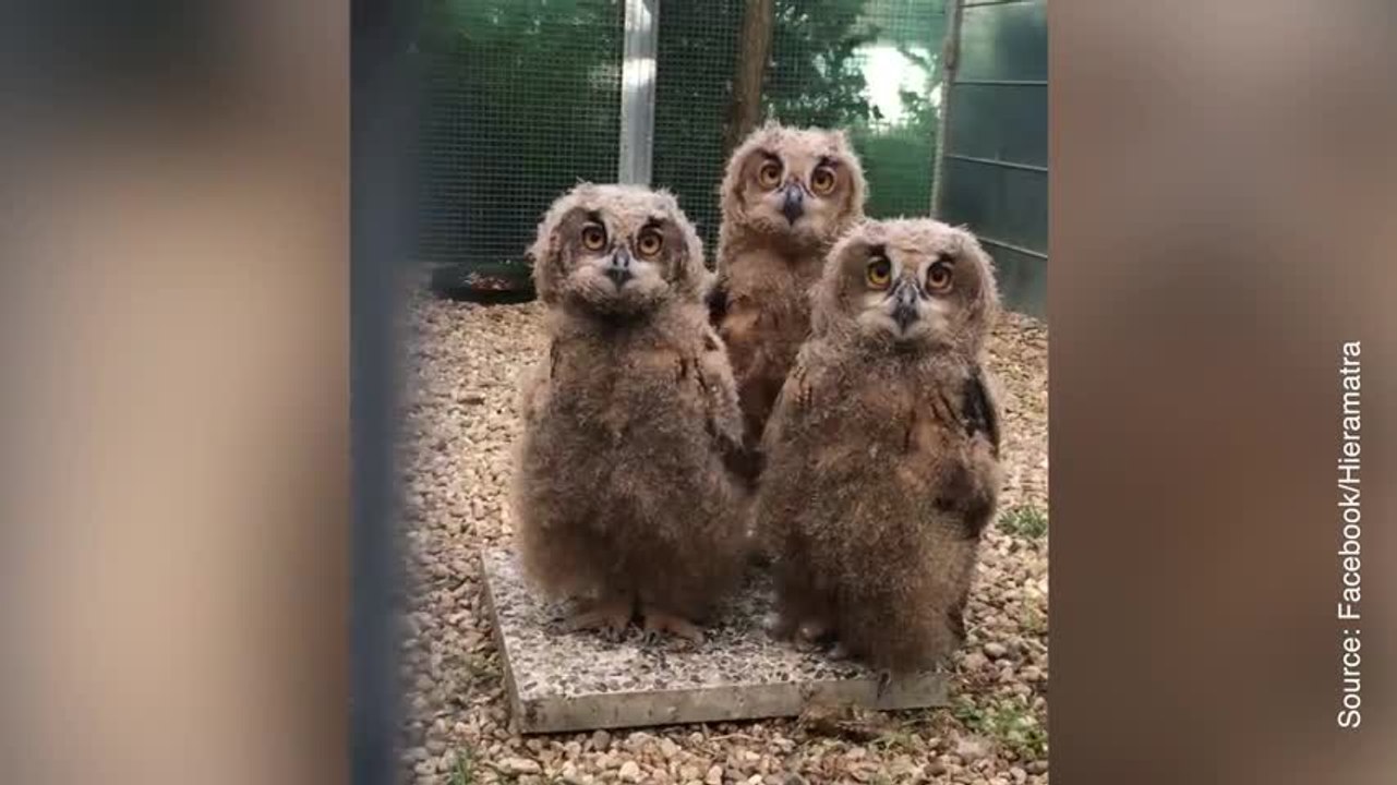 Ces rapaces vont vous captiver