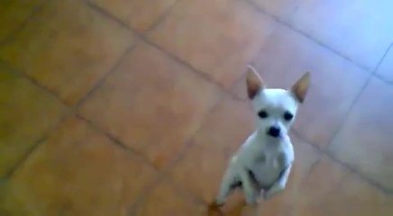 Ce chihuahua danse la salsa