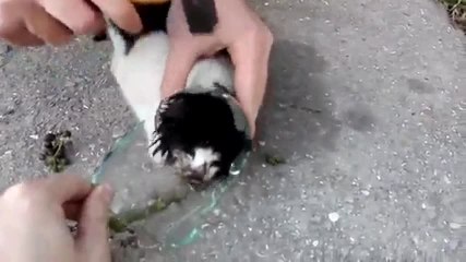 Ils sauvent un chaton