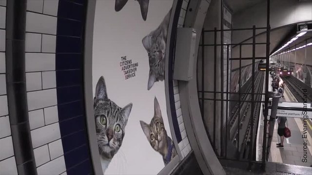 Des photos de chats dans le métro de Londres