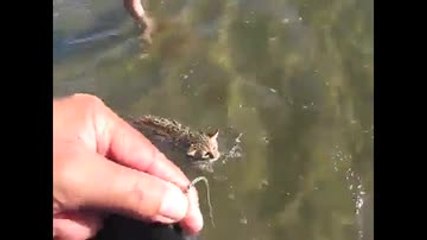 Ce chat se baigne pour la première fois