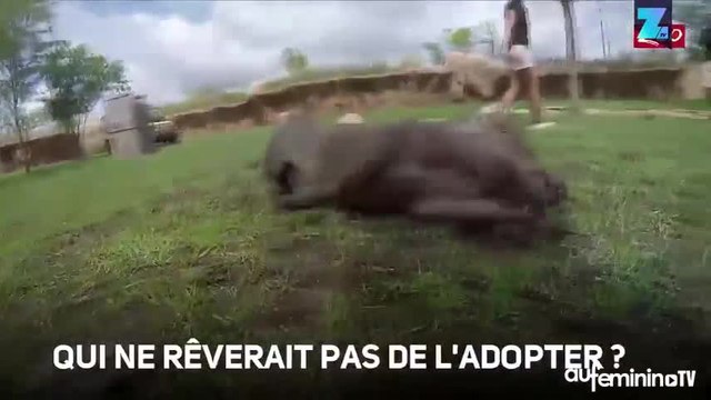 Ce phacochère ne jure que par les bains de boue