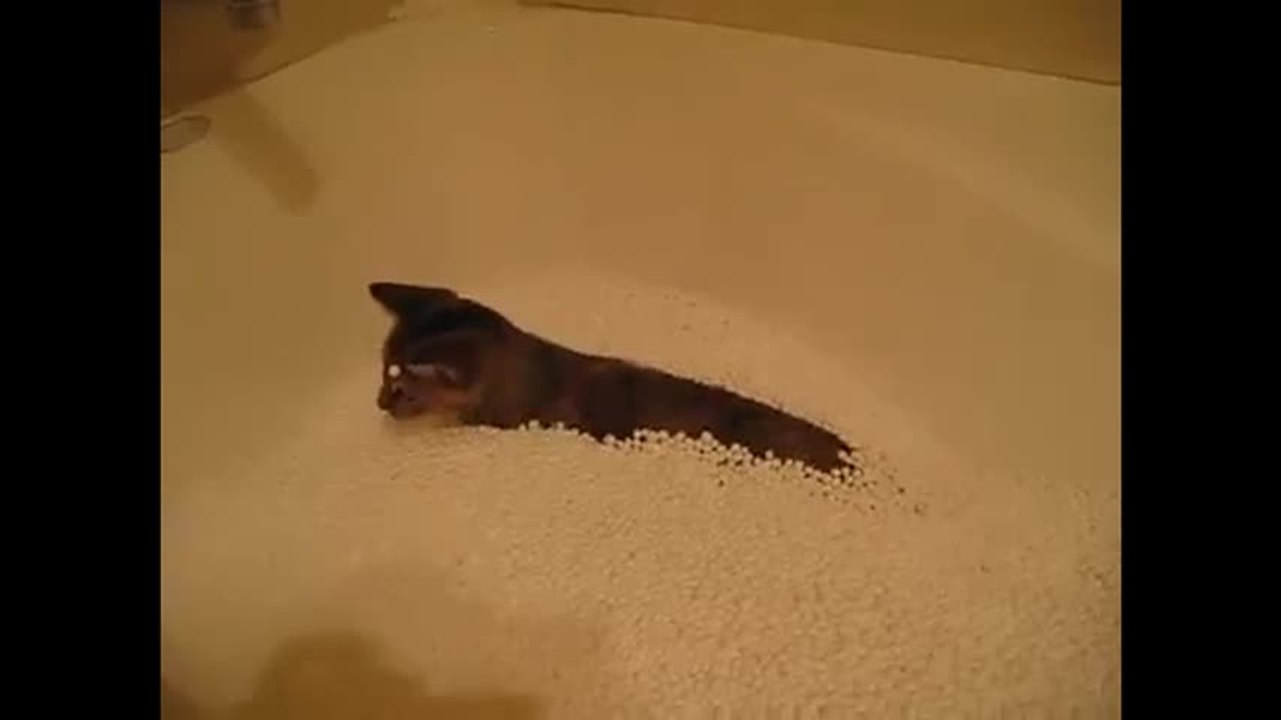 Un chat s’amuse dans une baignoire
