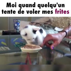 Un chat protège sa nourriture