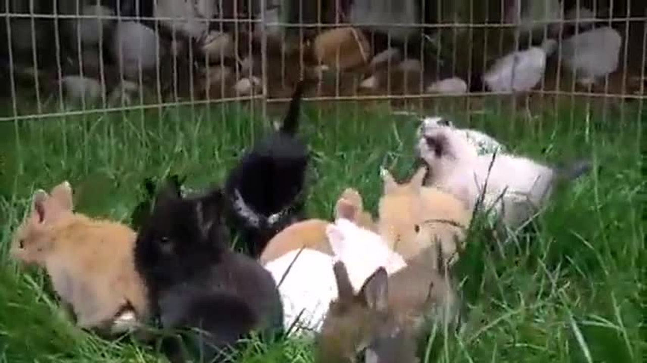 Des chatons et des lapereaux s’amusent