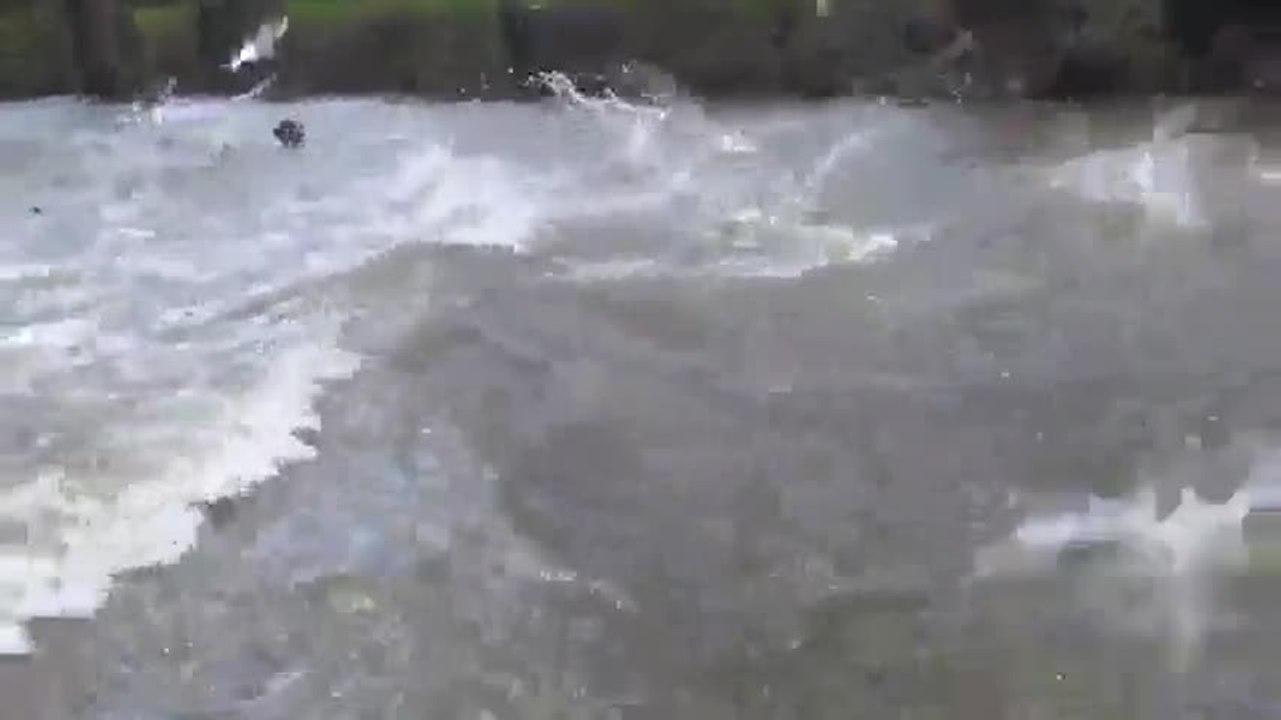 Des carpes attaquent un bateau