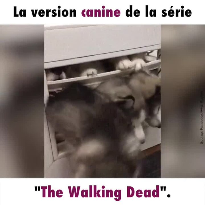 Si Walking Dead était tourné avec des chiens