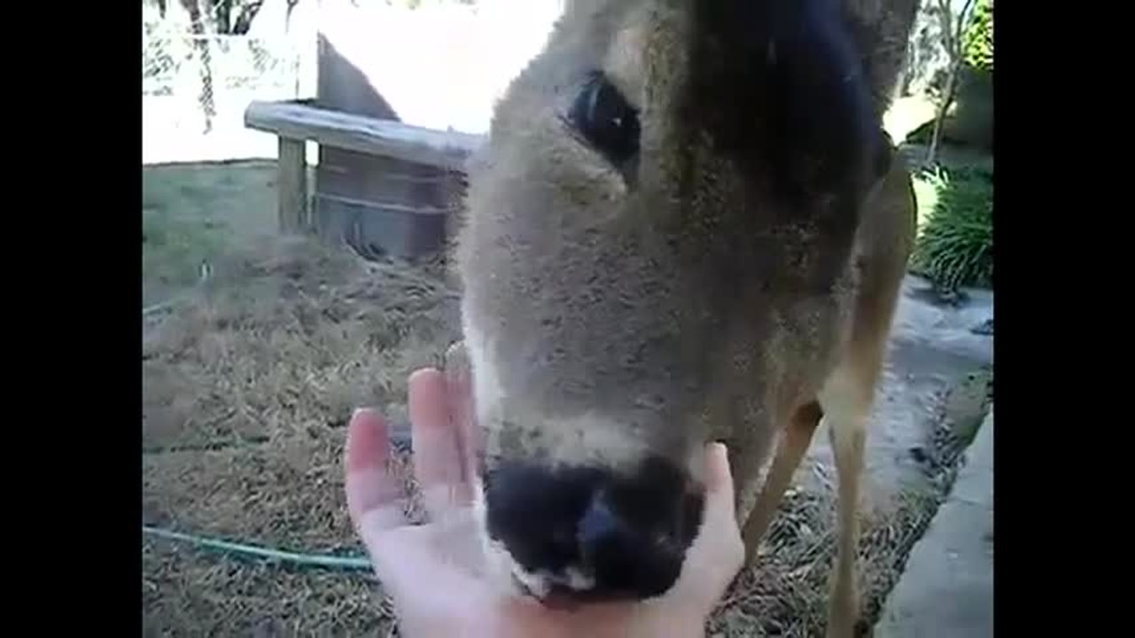 Moment tendresse avec un jeune cerf