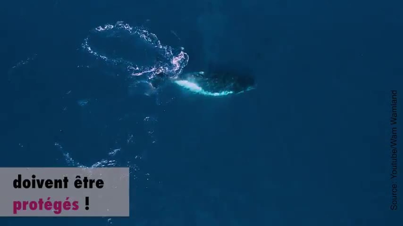Des baleines offrent un beau spectacle aquatique