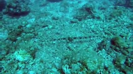 Ce poisson change de couleur