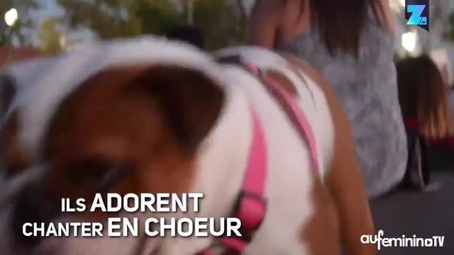 Trois bonnes raisons d’emmener votre chien aux concerts