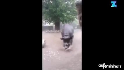 Jouer sous la pluie, le petit plaisir d’un rhinocéros