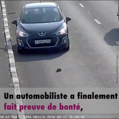 Download Video: Un chat abandonné sur l'autoroute est sauvé par un automobiliste