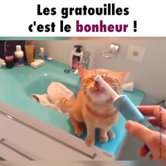 Un chat très câlin