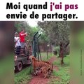 Un tigre fait un saut impressionnant