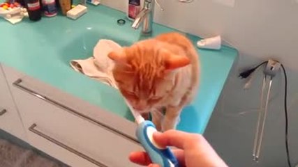 Ce chat adore cette brosse électrique