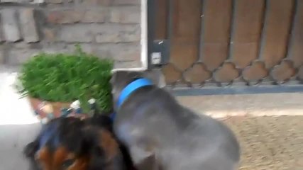 Ce chien sait qu’il est coupable