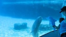 Ce beluga joue avec un faux dauphin