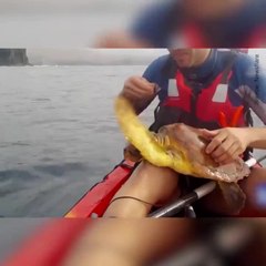 Une tortue prise dans un filet, nage vers un bateau pour être aidée