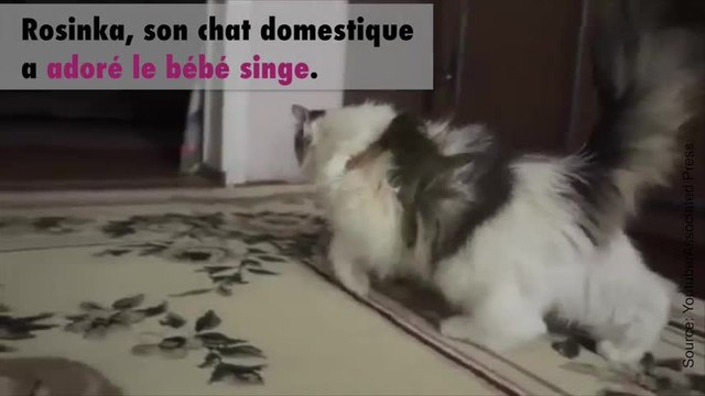 Un chat adopte un bébé singe
