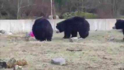 Trois ours jouent avec un ballon