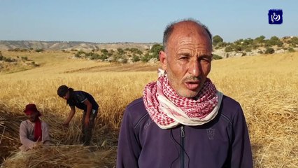 إربد.. الحصاد بالمنجل في صمّا.. عادات تراثية من الزمن الجميل