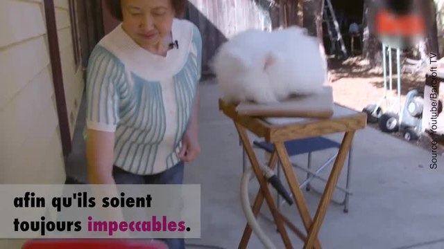 Des lapins angoras super mignons