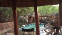 Des éléphants boivent dans une piscine