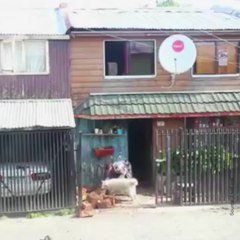 Un chien très serviable