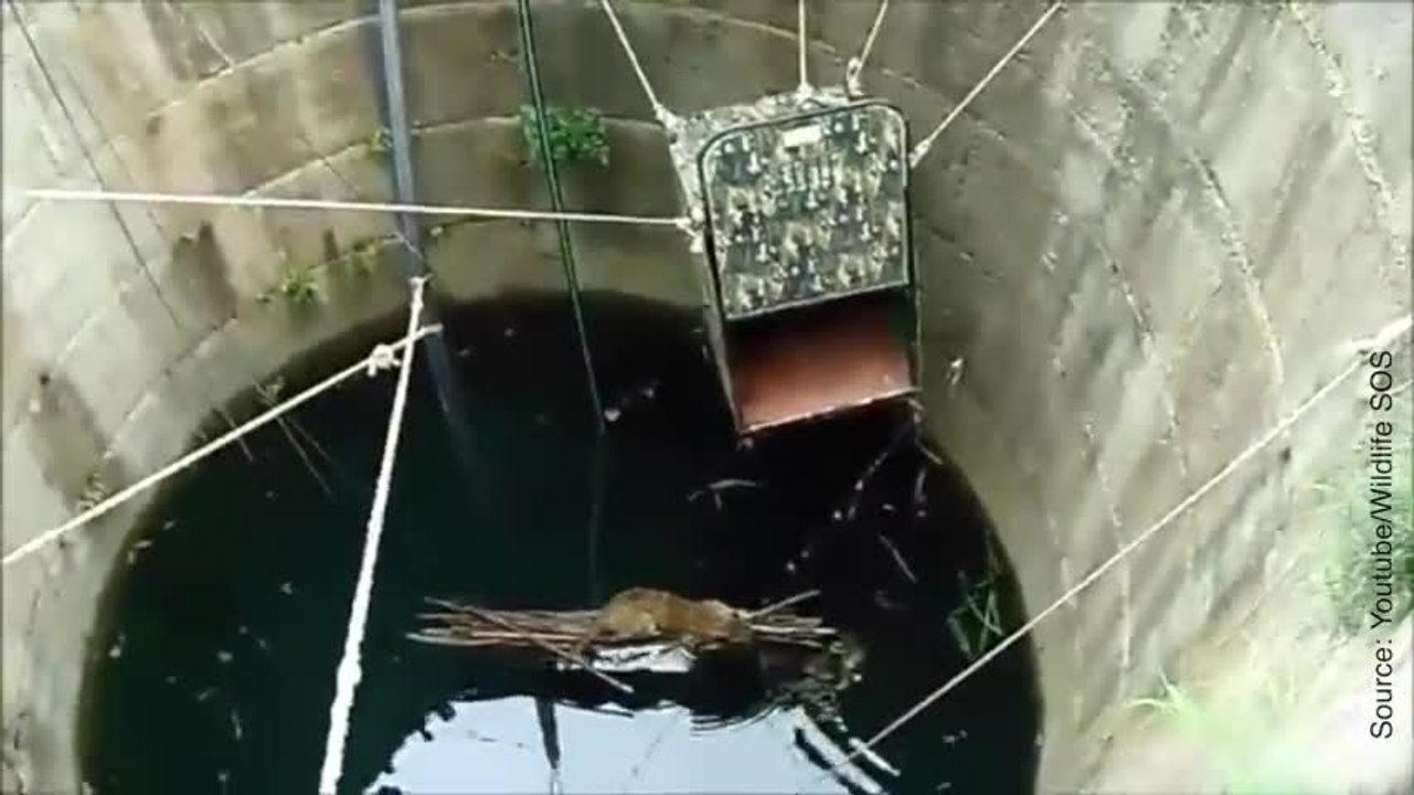 Le sauvetage d'un léopard tombé au fonds d'un puits