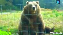 Cet ours vous salue bien bas !