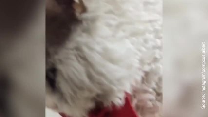 Pompous Albert le nouveau phénomène chat d'Internet