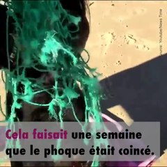 Des surfeurs libèrent un bébé phoque