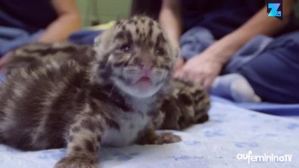 Ces bébés léopards nébuleux vont vous faire craquer !