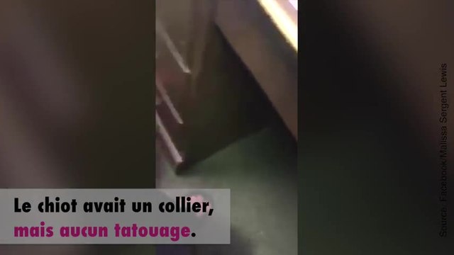 Un chien laissé dans un sac plastique se fait adopter