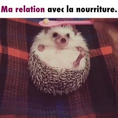 Un hérisson se nourrit et c'est trop mignon