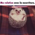 Un hérisson se nourrit et c'est trop mignon